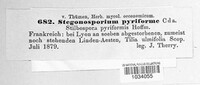 Prosthecium pyriforme image